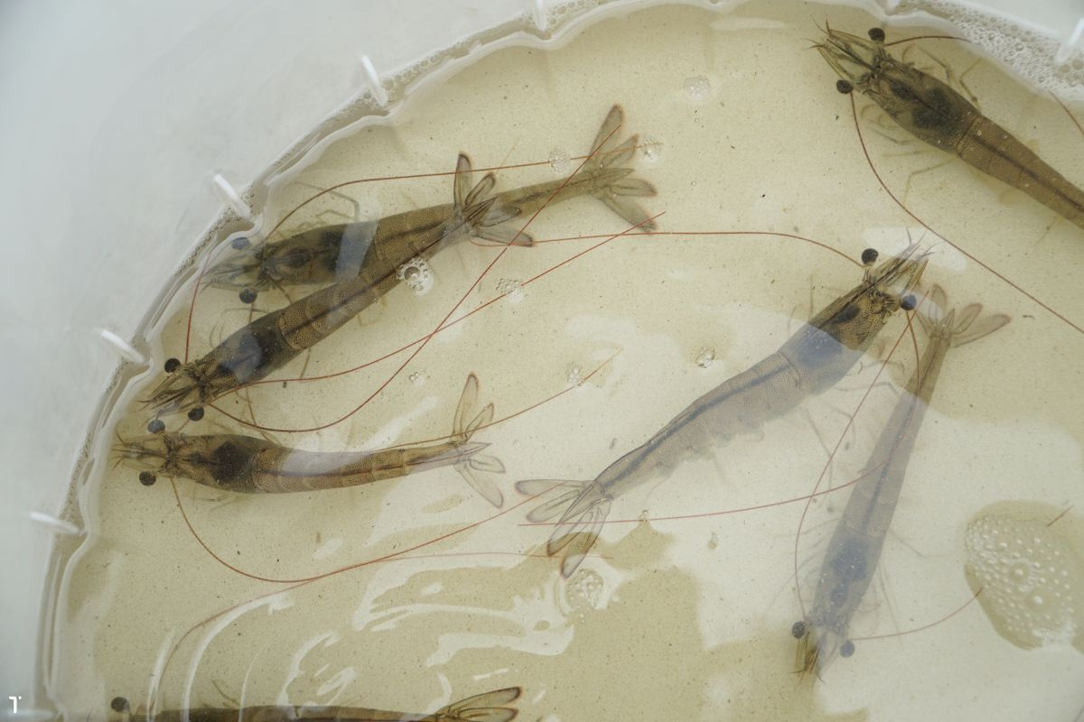 Tôm thẻ chân trắng